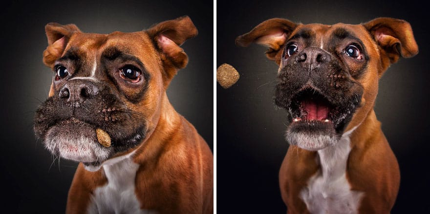 dogs-catching-treats-fotos-frei-schnauze-christian-vieler-29-57e8d0c19f091__880