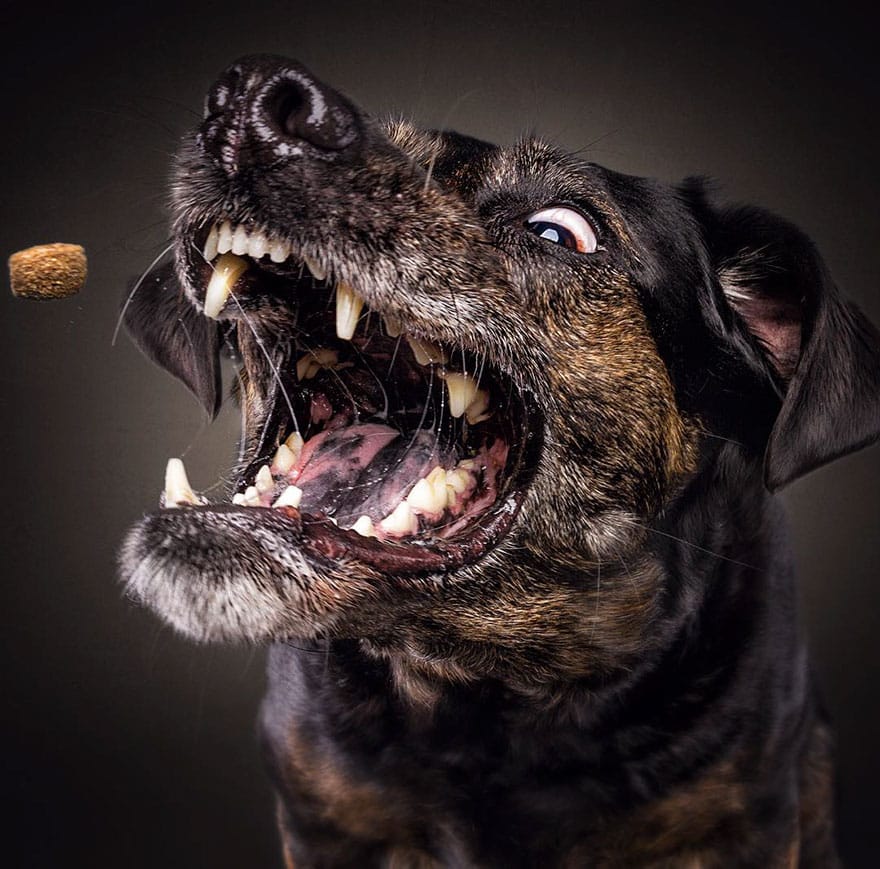 dogs-catching-treats-fotos-frei-schnauze-christian-vieler-34-57e8d0ccb83ab__880