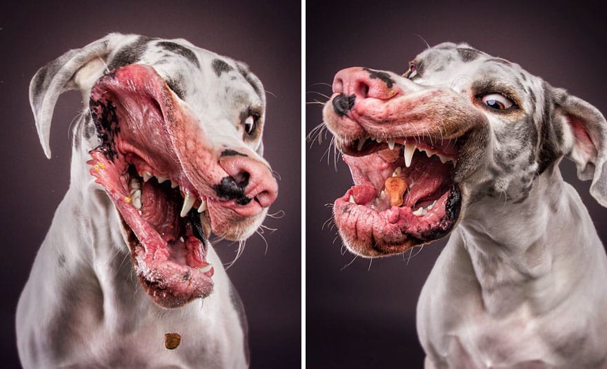 dogs-catching-treats-fotos-frei-schnauze-christian-vieler-45-57e8d0e44d903__880