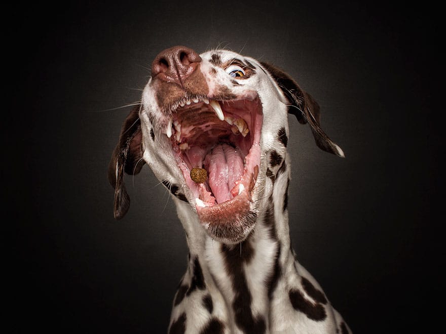 dogs-catching-treats-fotos-frei-schnauze-christian-vieler-14-57e8d0a4d5929__880