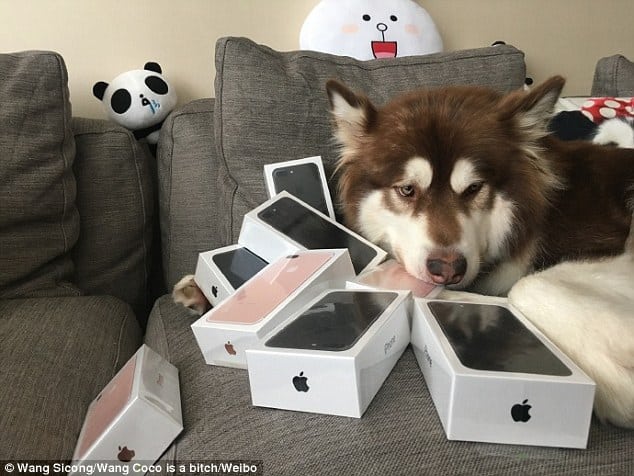 3895077e00000578-3796892-they_are_all_mine_pictures_of_the_dog_and_her_phones_have_attrac-a-4_1474301557815
