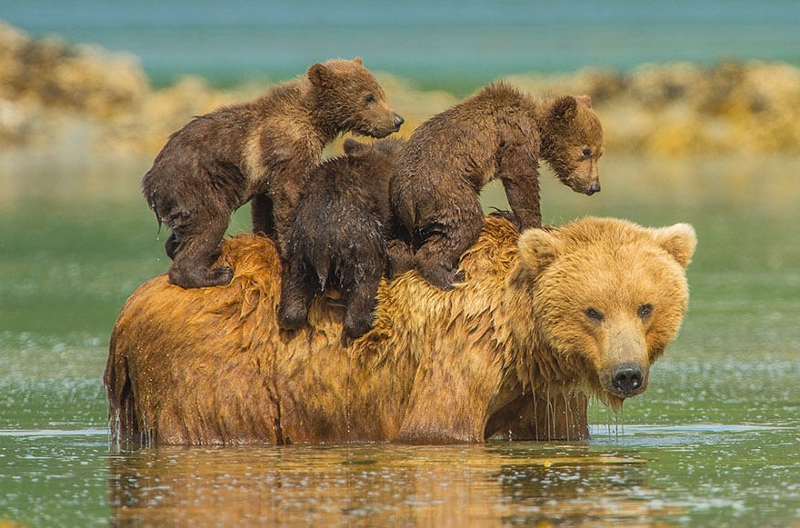 A mother bear takes a dip in the water to cool off in the warm summer sun but refuses to leave her three youngsters behind – so they climb aboard her back. (Photo by Jon Langeland/Solent News & Photo Agency)