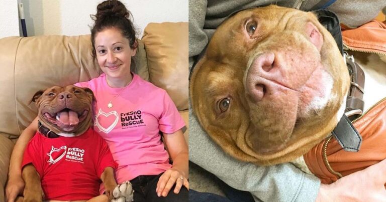 Πίτμπουλ που δεν σταματάει να χαμογελάει μετά την υιοθεσία του από καταφύγιο ζώων