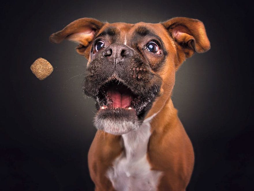 dogs-catching-treats-fotos-frei-schnauze-christian-vieler-71-57e8daa05b8d5__880