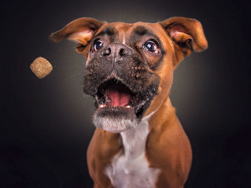 dogs-catching-treats-fotos-frei-schnauze-christian-vieler-71-57e8daa05b8d5__880