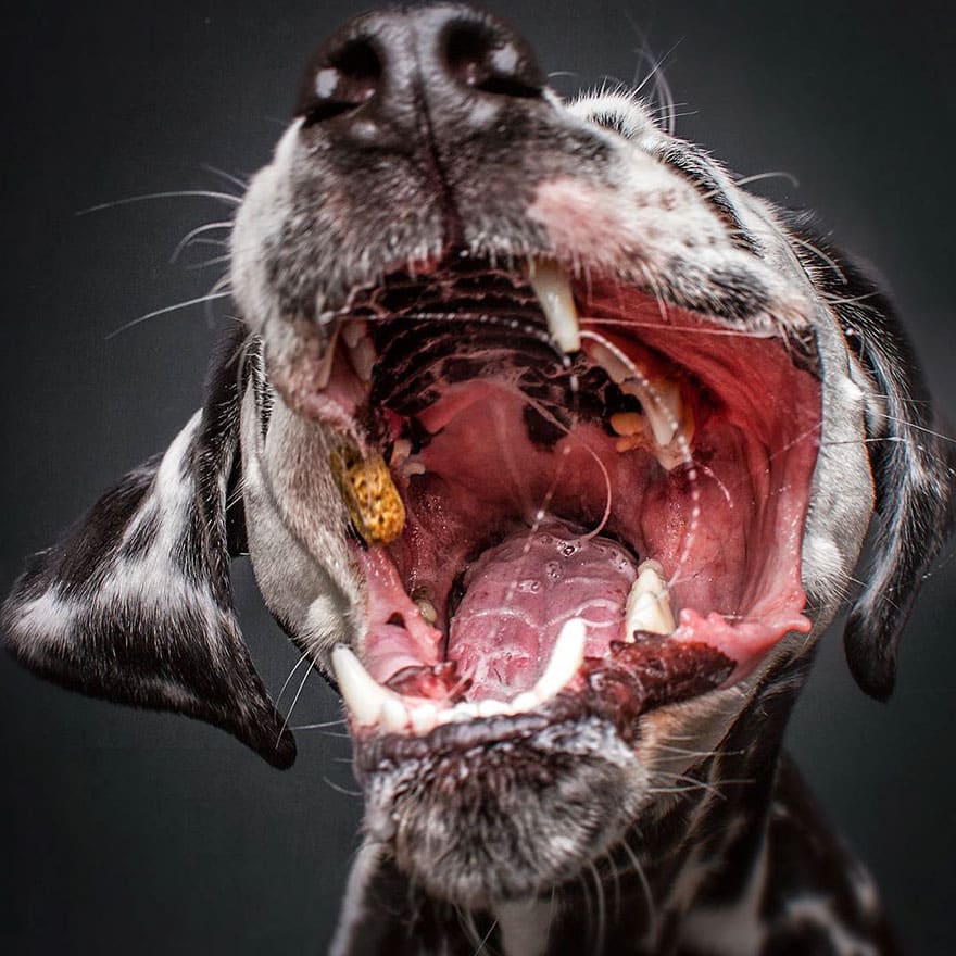 dogs-catching-treats-fotos-frei-schnauze-christian-vieler-54-57e8d0f7b67ec__880