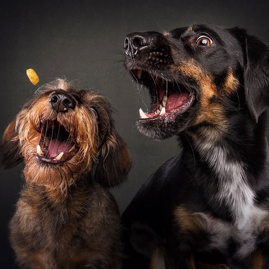 dogs-catching-treats-fotos-frei-schnauze-christian-vieler-24-57e8d0b7ad9cf__880