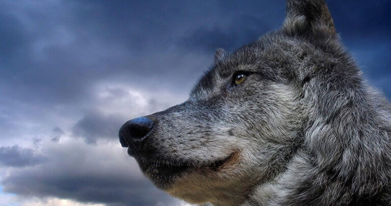 Οι Λύκοι ξανά στη Πάρνηθα μετά από 50 χρόνια εξαφάνισης.