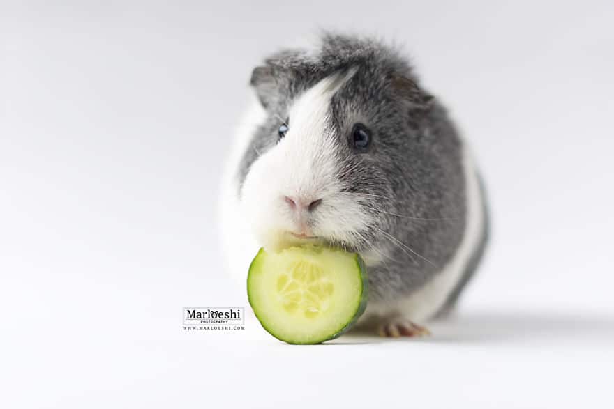 mieps-the-photogenic-piggy-57da556975a4b__880