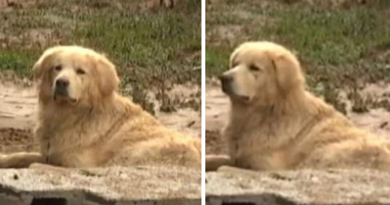 Σκύλος στη Λακωνία δεν εγκαταλείπει το 77χρονο αφεντικό του που πνίγηκε στην πλημμύρα.