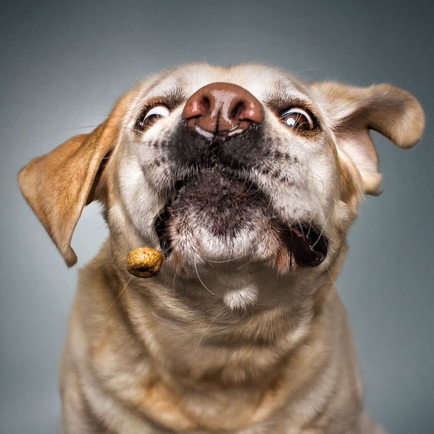 dogs-catching-treats-fotos-frei-schnauze-christian-vieler-64-57e8d10b87661__880