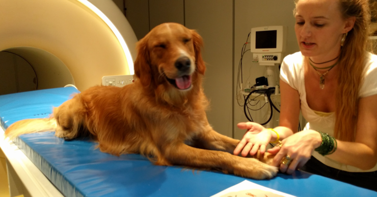 Επιστήμονες απέδειξαν πως τα σκυλιά κατανοούν τους ανθρώπους καλύτερα από όσο πιστεύαμε.