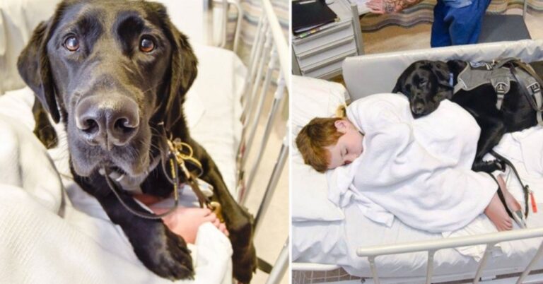 Αυτός ο σκύλος αρνήθηκε να αφήσει τον 9χρονο φίλο του να μπει στο νοσοκομείο μόνος.