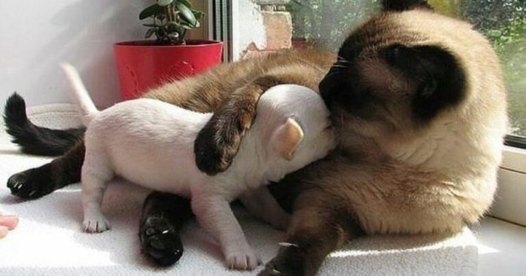 19 γλυκές γάτες που αγαπούν τους σκύλους