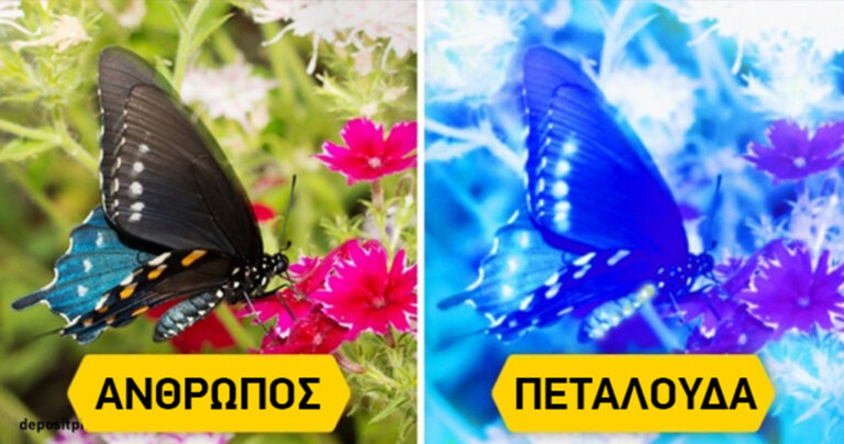 Έτσι βλέπουν τα ζώα στην πραγματικότητα τον κόσμο γύρω τους.