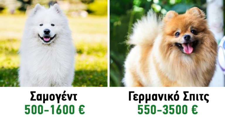 19 εντυπωσιακές ράτσες σκύλων που κοστίζουν μια περιουσία