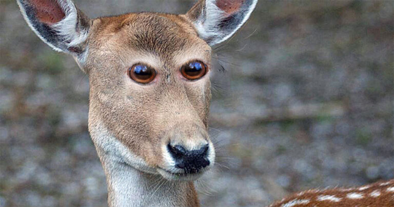 Πώς θα έμοιαζαν 17 διαφορετικά ζώα αν τα μάτια τους ήταν σε διαφορετική θέση.