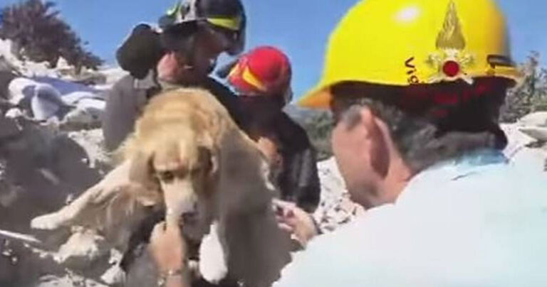 Γκόλντεν Ριτρίβερ εντοπίστηκε ζωντανό κάτω από συντρίμμια 9 μέρες μετά τον σεισμό στην Ιταλία.