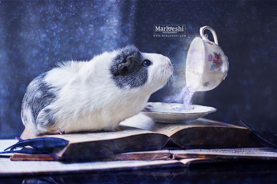 mieps-the-photogenic-piggy-57da554f5adcf__880