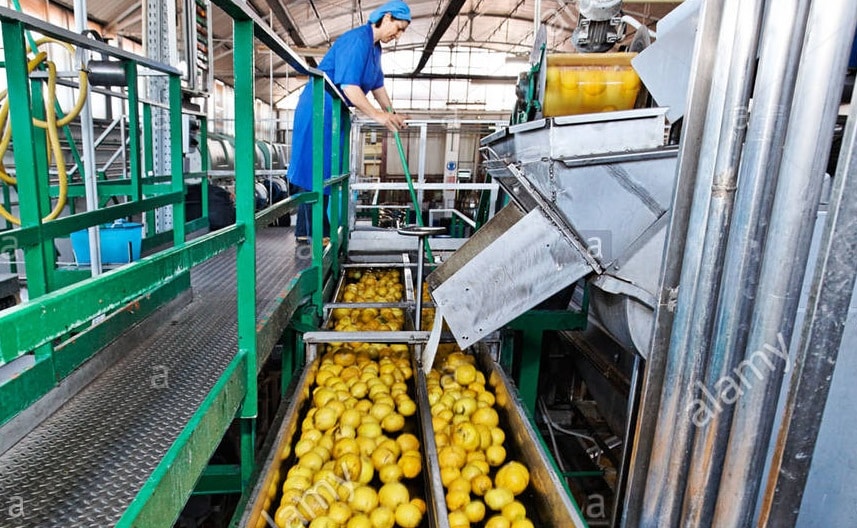 arrival-of-freshly-harvested-yellow-lemons-in-a-juice-and-oil-factory-crakje