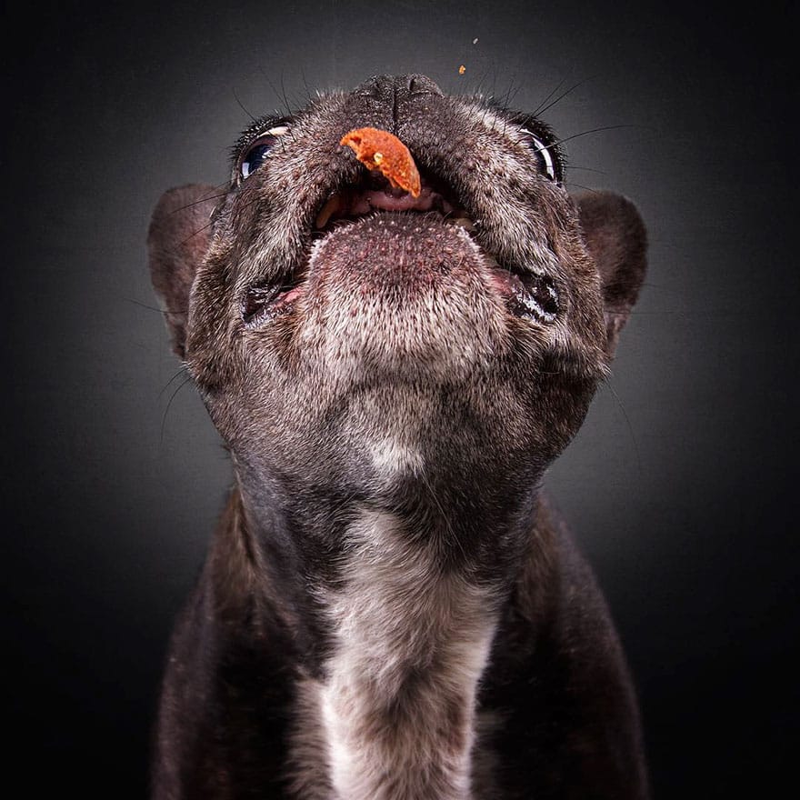 dogs-catching-treats-fotos-frei-schnauze-christian-vieler-37-57e8d0d4243ee__880