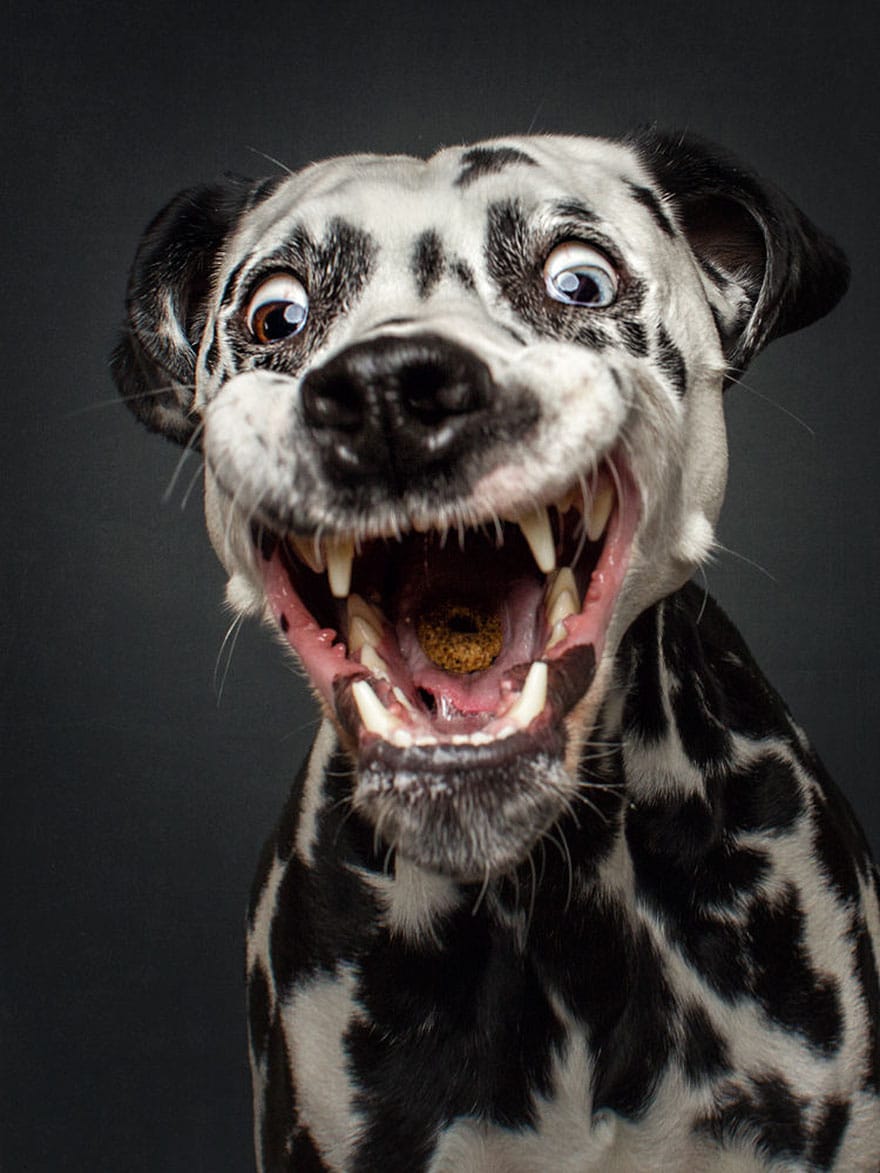 dogs-catching-treats-fotos-frei-schnauze-christian-vieler-10-57e8d09c77d18__880