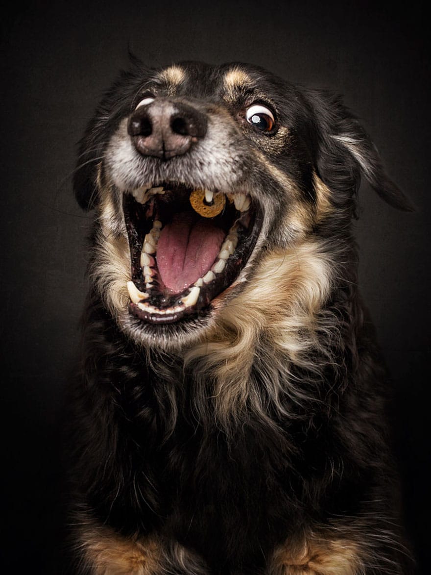 dogs-catching-treats-fotos-frei-schnauze-christian-vieler-5-57e8d091d0b4e__880