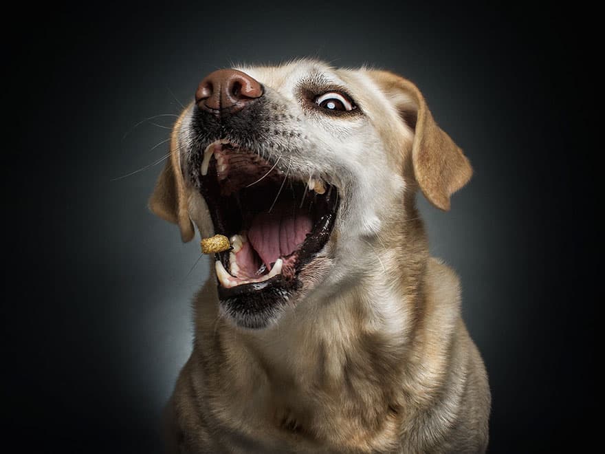 dogs-catching-treats-fotos-frei-schnauze-christian-vieler-57-57e8d0fd14163__880