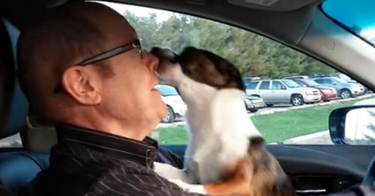 Η εξωφρενική αντίδραση ενός σκύλου όταν μαθαίνει ότι θα πάει βόλτα στο πάρκο.