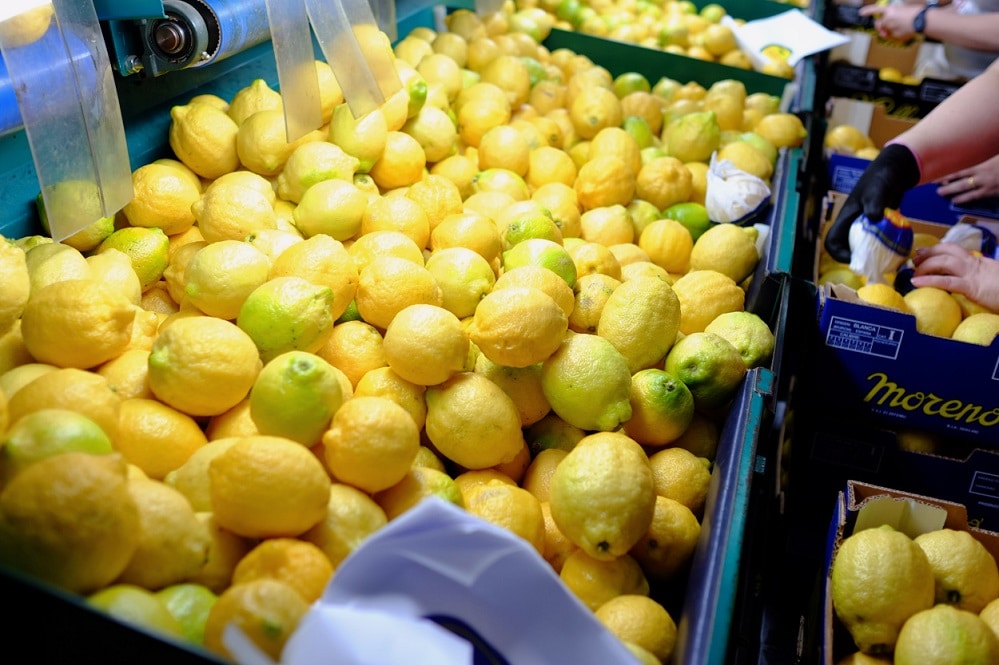 lemon-factory-6315b_cartama_1250