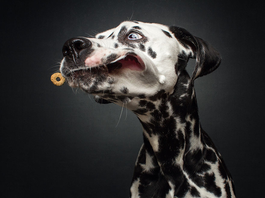 dogs-catching-treats-fotos-frei-schnauze-christian-vieler-11-57e8d09ed56c5__880