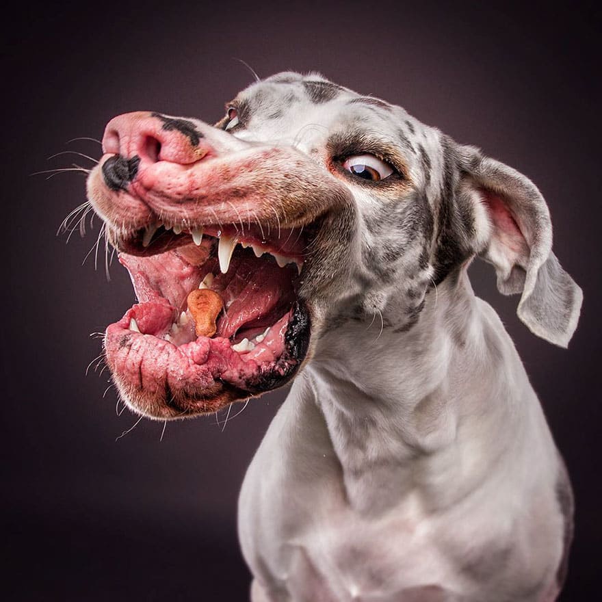 dogs-catching-treats-fotos-frei-schnauze-christian-vieler-44-57e8d0e28503d__880