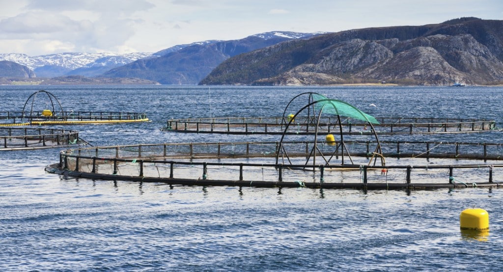 salmon-farm-1024x554