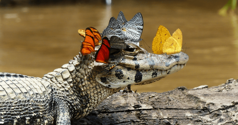 Αλιγάτορας «φοράει» κορώνα από πεταλούδες και δείχνει την πιο… ευαίσθητη πλευρά του.