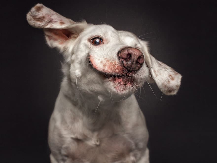 dogs-catching-treats-fotos-frei-schnauze-christian-vieler-9-57e8d09a03a73__880