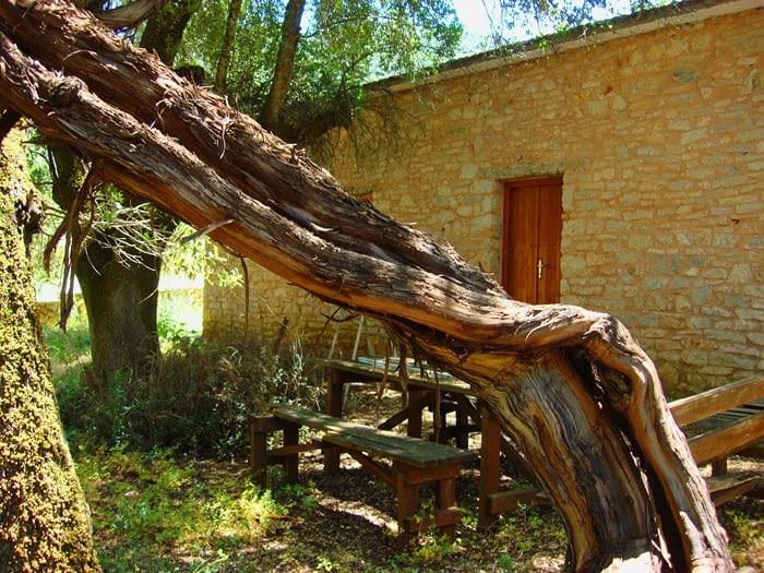 Το μεγαλύτερο σε ηλικία κλήμα στον κόσμο με κάτι χιλιετίες διαφορά από τα άλλα βρίσκεται στα Καλάβρυτα