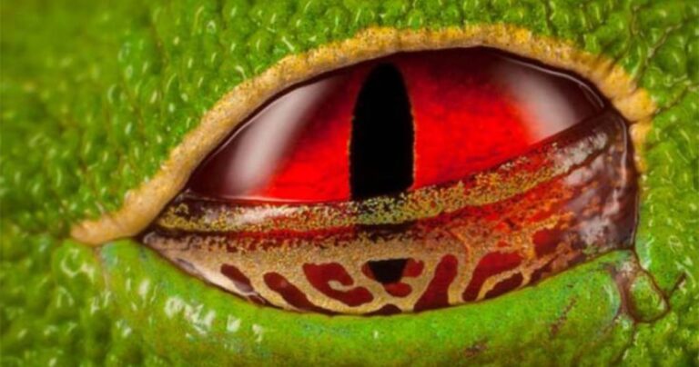 Τα εντυπωσιακά και παράξενα μάτια του ζωικού βασιλείου