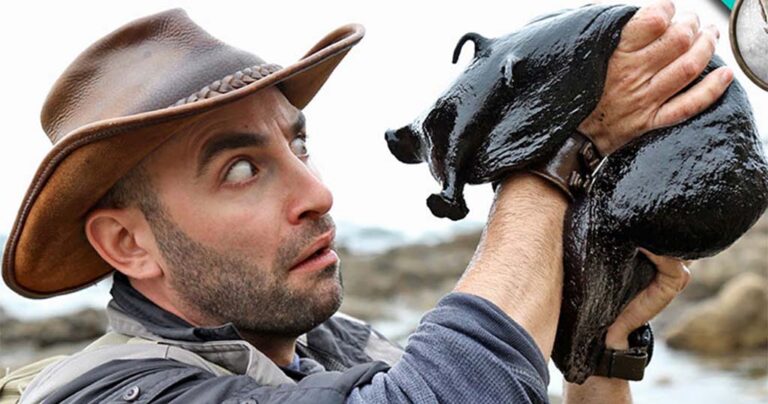 Έχετε ξαναδεί γιγάντιο μαύρο θαλάσσιο γυμνοσάλιαγκα;