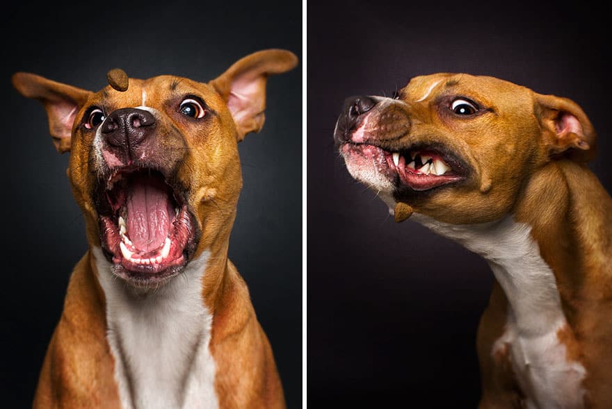 dogs-catching-treats-fotos-frei-schnauze-christian-vieler-17-57e8d0aa5b62c__880