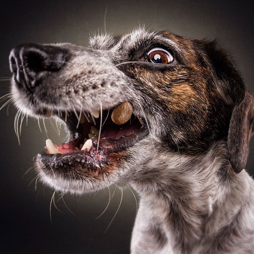 dogs-catching-treats-fotos-frei-schnauze-christian-vieler-32-57e8d0c8cc63d__880