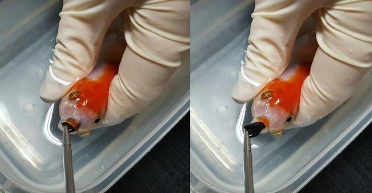 Ξόδεψε 500 ευρώ σε εγχείρηση για να σώσει το ψαράκι της που πνίγηκε από βότσαλο