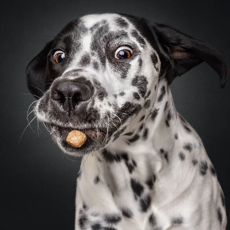 dogs-catching-treats-fotos-frei-schnauze-christian-vieler-58-57e8d0fed5d8b__880