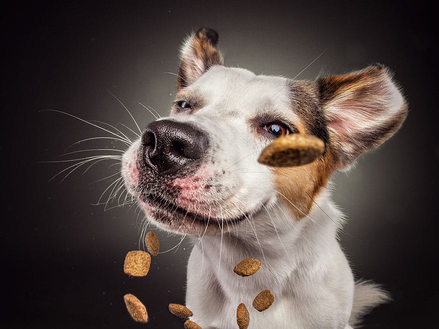 dogs-catching-treats-fotos-frei-schnauze-christian-vieler-3-57e8d08cdff80__880