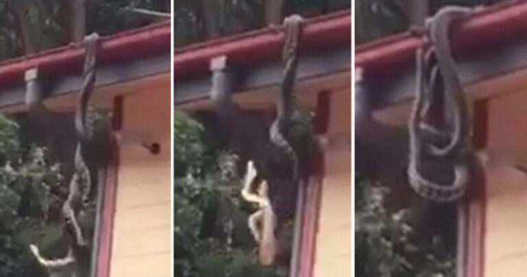 Είδαν δυο πύθωνες να κρέμονται και να παλεύουν στην υδρορροή του σπιτιού τους.