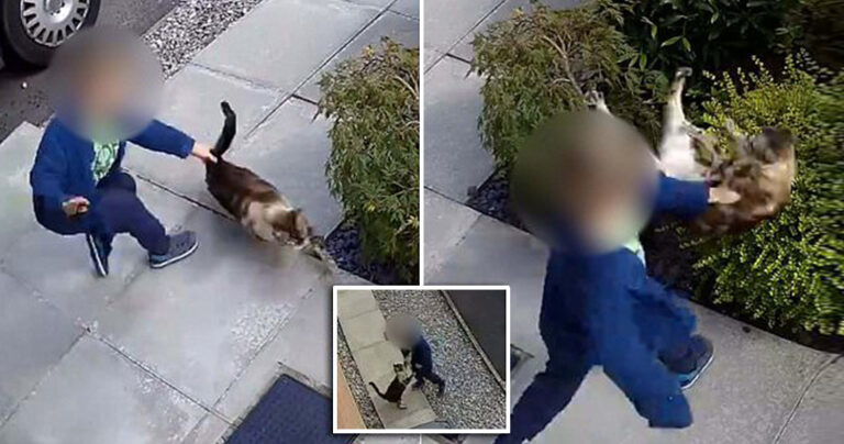 Αγόρι 5 χρονών δίνει κλοτσιές και μπουνιές σε μια γάτα. Αυτή όμως πήρε την εκδίκηση της…