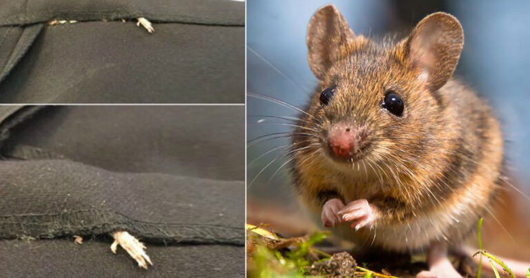 Παράγγειλε ένα φόρεμα από το ίντερνετ και είχε πάνω του ραμμένο ένα ποντίκι.