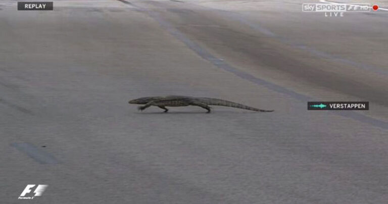 Οδηγός της Formula 1 μένει άναυδος όταν βλέπει μπροστά του μια τεράστια σαύρα.