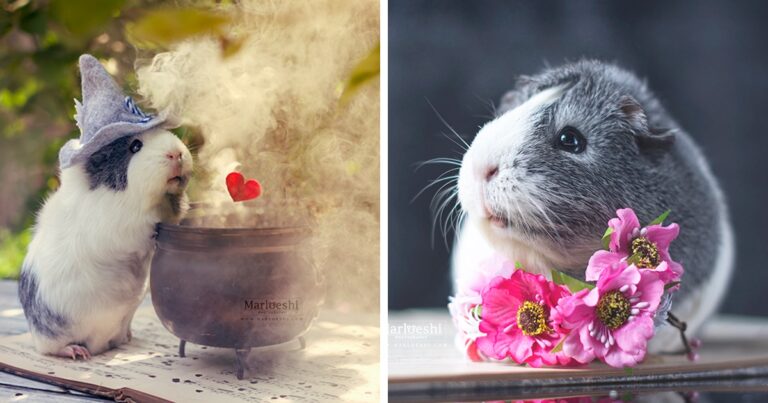 Η φωτογένια που έχει αυτό το Ινδικό χοιρίδιο είναι πραγματικά εξωπραγματική.