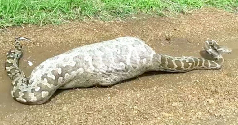 Πύθωνας καταβρόχθισε μια ολόκληρη αντιλόπη αλλά από την λαιμαργία του έχασε την ζωή του.