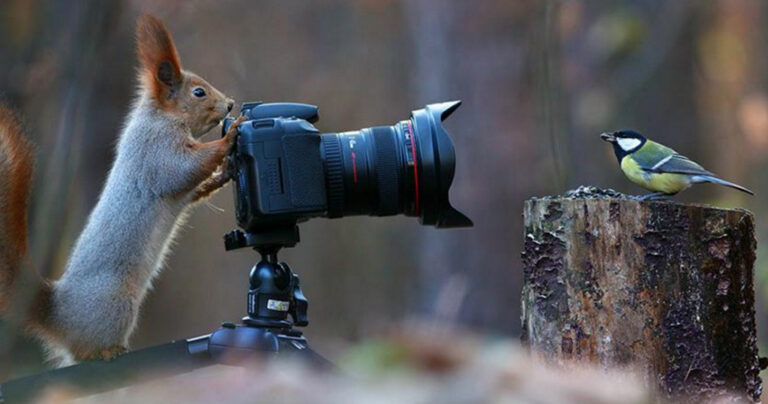 Φωτογράφος απαθανάτισε την πιο αξιολάτρευτη φωτογράφιση σκίουρων που έγινε ποτέ.